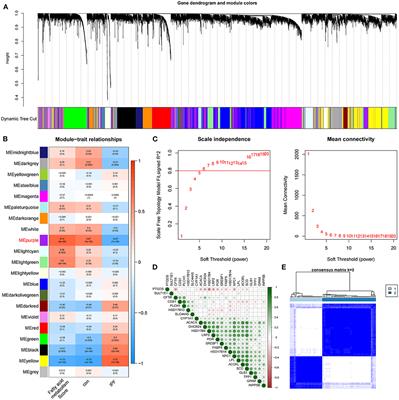 Identification and immune characteristics of molecular subtypes related to fatty acid metabolism in idiopathic pulmonary fibrosis